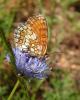 Melitaea sp.